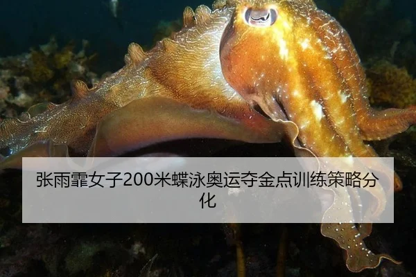 张雨霏女子200米蝶泳奥运夺金点训练策略分化